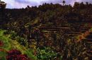 Balinese Countryside, Bali